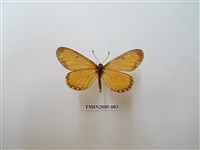 藏品(苧麻珍蝶)的圖片